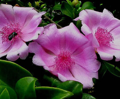 Flor de Bayahibe