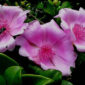 flor_bayahibe 85x85