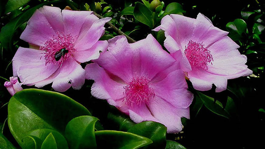 Flor de Bayahibe
